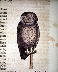 Owl - from Historiae Animalium by Konrad Gesner, Tiguri