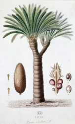 Palm Cycas Revoluta - Botanical board