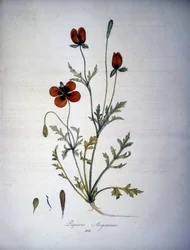 Papaver Argemone (Flower and Plant of Poppy Argemone). 19th Century Herbarium