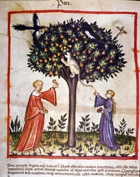 Picking pears. Illumination from the milking of medicine and dietetics 
