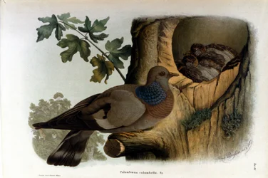 Plate depicting a dove near its nest