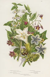 Poisonous plants. As well as the poisonous Black or Common Nightshade (Solanum nigrum) top left, and Woody Nightshade or Bittersweet (Solanum dulcamara) top right, there are the more dangerous Deadly Nightshade (Atropa belladonna) bottom left, which
