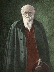 Portrait of Charles Darwin (1809 - 1882)