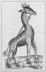 Portrait of a giraffe (After Pierre Belon)