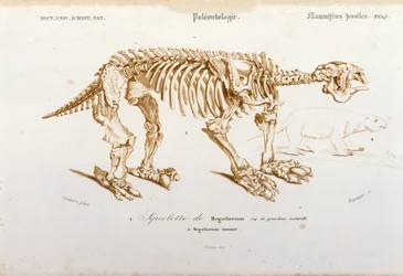 Prehistory: skeleton of megatherium (terrestrial lazy of the elephant family) fossil mammalian. Plate of paleontology taken from 