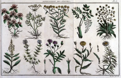 Provisions of flowers: in 