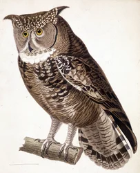 Raptor: African owl. 19th century engraving