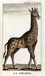 Representation of a giraffe