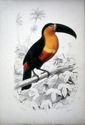 Representation of a Toucan, Bird of South America. 19th Century Engraving