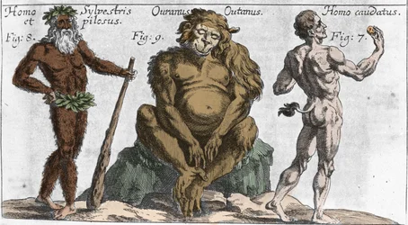 Representations of various monstrous creatures: a man of the forest or hairy man, an orangutan ape (orangutan, orang-outang, orang-utang) and a man with a tail. Plate from “Mundi Mirabilis Oeconomia” by Johann Zahn, 1696. Milan.