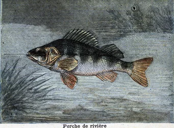 River perch. Engraving from 1897