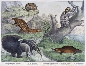 Rodent: Armadillo, Sloth, Anteater - in 