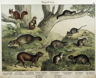 Rodent: Squirrel... - in 
