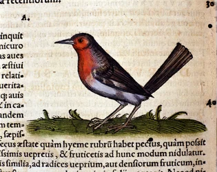 Red after the Historia Animalium by Conrad Gesner, Zurich 1560. Biblioteca Nazionale Braidense, Milan