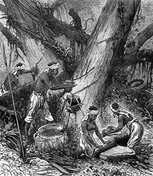 Rubber Harvesting in Malaysia Forest (engraving)