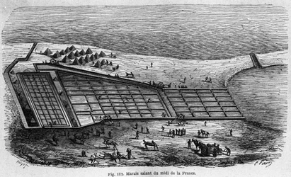 Salt production: view of a salt marsh in the south of France, engraving of 1880