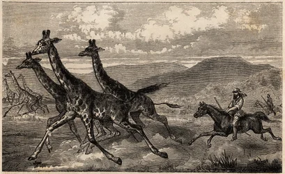 Samuel W. Baker Hunting Giraffe in Central Africa, Engraving to Illustrate the Voyage to Lake Albert by Sir Samuel White Baker