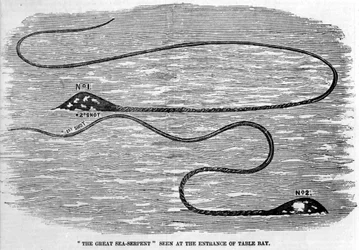 Sea snake seen in 1850 at the entrance to Table Bay in South Africa. The shape of the animal