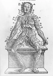 Section of a human body from W. H. Ryff Anatomical description of all parts of the human body printed in Paris in 1545