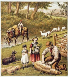 Sheep mowing - chromolithography