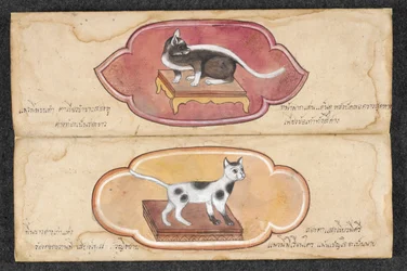 Siamese Cats