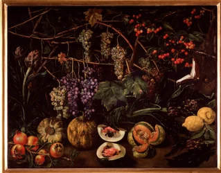 Still life with grapes and squashes