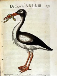 Stork after the Historia Animalium by Conrad Gesner, Zurich 1560. Biblioteca Nazionale Braidense, Milan