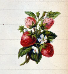 Strawberries. 19th century chromolithography