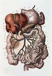 Study of human brain, cerebral hemispheres and cerebellum