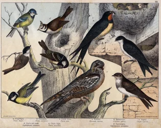 The 5 birds on the left - a: Great Tit (Parus major), b: Blue Tit (Parus coreulus), c: Coal Tit (Parus ater), d: Crested Tit (Lopophanes cristatus), e: Marsh Tit (Parus palustris). The 4 birds on the right - a: Barn Swallow (Hirondo rustica), b: Swallow