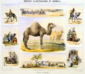 The Camel: used for transport, milk, meat, cloth. Hand-coloured lithograph by Waterhouse Hawkins, creator of the prehistoric animals for the Crystal Palace exhibition of 1851. From Graphic Illustrations of Animals and Their Utility to Man