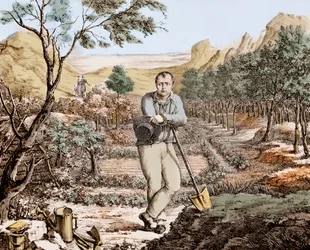 The Gardener of St Helena - Napoleon in Exile on St Helena (engraving)