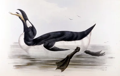 The Giant Penguin (Alca Impennis) - in The birds of Europe by John Gould, London