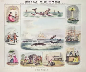 The Whale, from Graphic Illustrations of Animals, Designed and Engraved by W. Hawkins, Published by Thomas Varty (engraving)