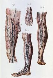The blood circulation system in the legs and foot