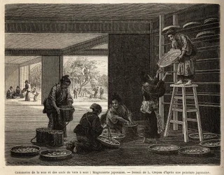 The Breeding and Trade of Silk Worm Cocoons