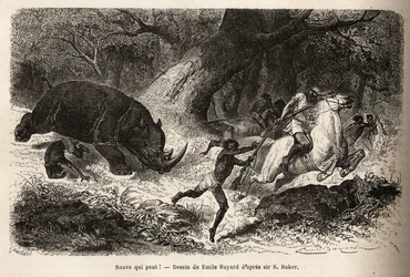 The Charge of the Rhinoceros