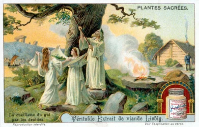 The collection of mistletoe by the druids - Liébig advertising label. Chromolithography 19th century