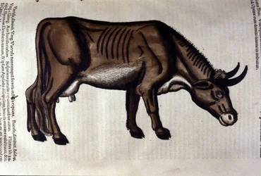 The Cow after Historiae Animalium by Konrad Gesner, Tiguri