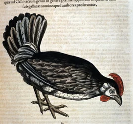 The domestic hen after Historiae animalium by Konrad Gesner, Tiguri