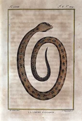 The Elegante Viper. Plate from 
