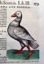 The Goose after Historiae Animalium by Konrad Gesner, Tiguri
