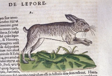 The hare after the Historia Animalium by Conrad Gessner, Tiguri 1560. Biblioteca nazionale Braidense. Milan
