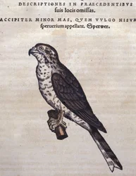 The hawk after the “Historia Animalium” of Conrad Gesner, Tiguri 1560. Biblioteca Nazionale Braidense, Milan