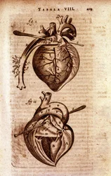The heart of Bartholin