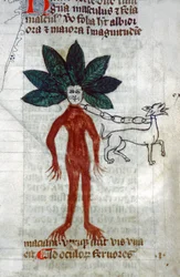 The Mandrake (Miniature)