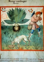 The mandrake. Medicinal plant to which extraordinary magical virtues have often been attributed