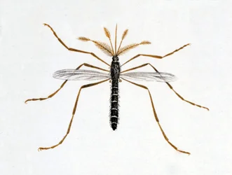 The mosquito. Natural history board. 19th century