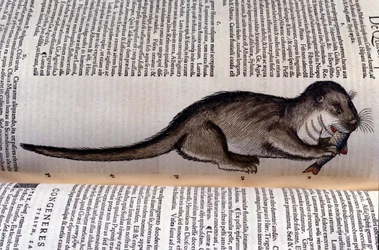 The Otter - Historia Animalium by Conrad Gesner (1516-1565), Tiguri