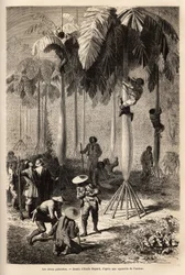 The palmist cabbages; after being robbed by Indians, the expedition uses local techniques to collect food. Engraving illustrating a voyage